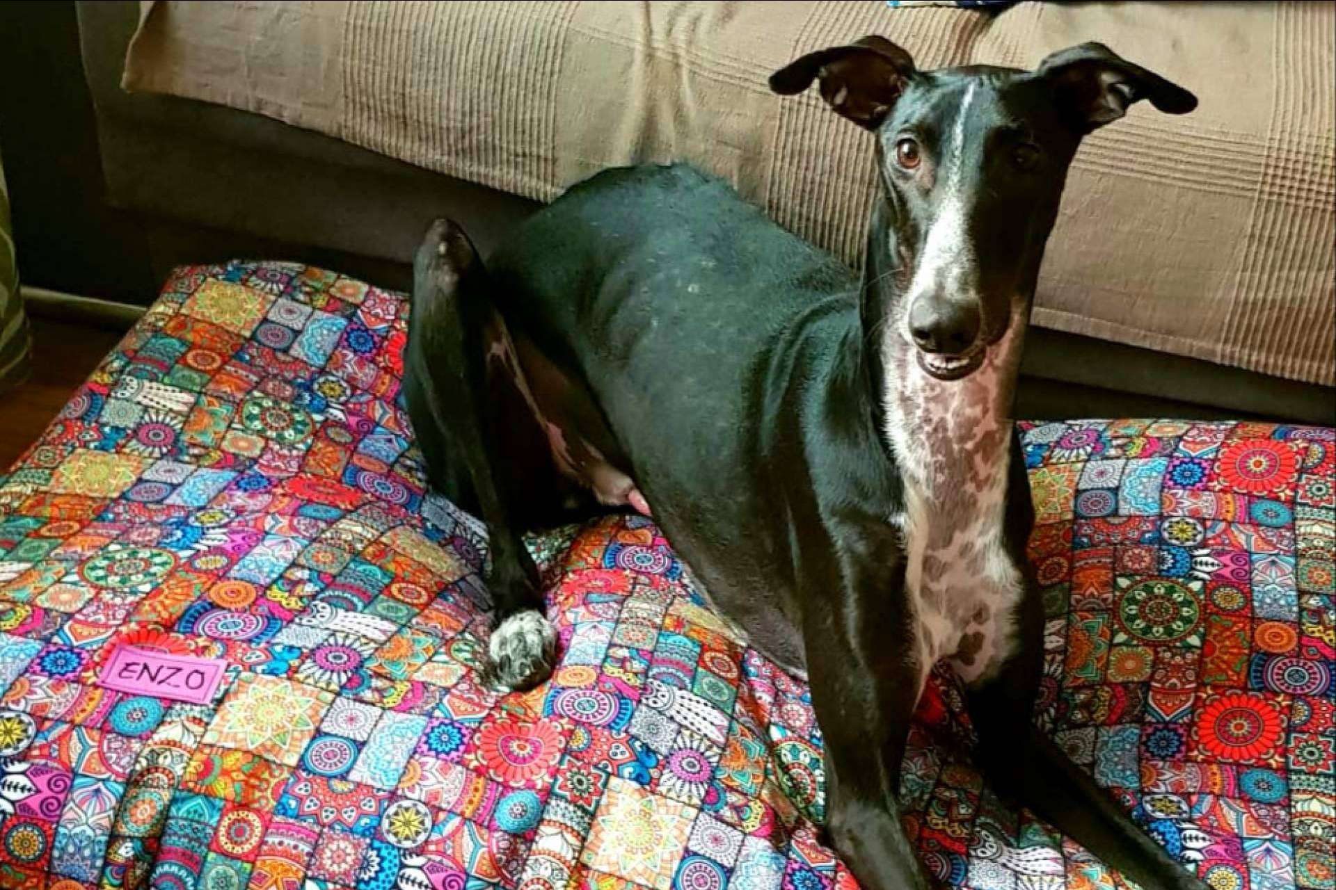 Patitas Barcelona: las camas para mascotas originales y de calidad