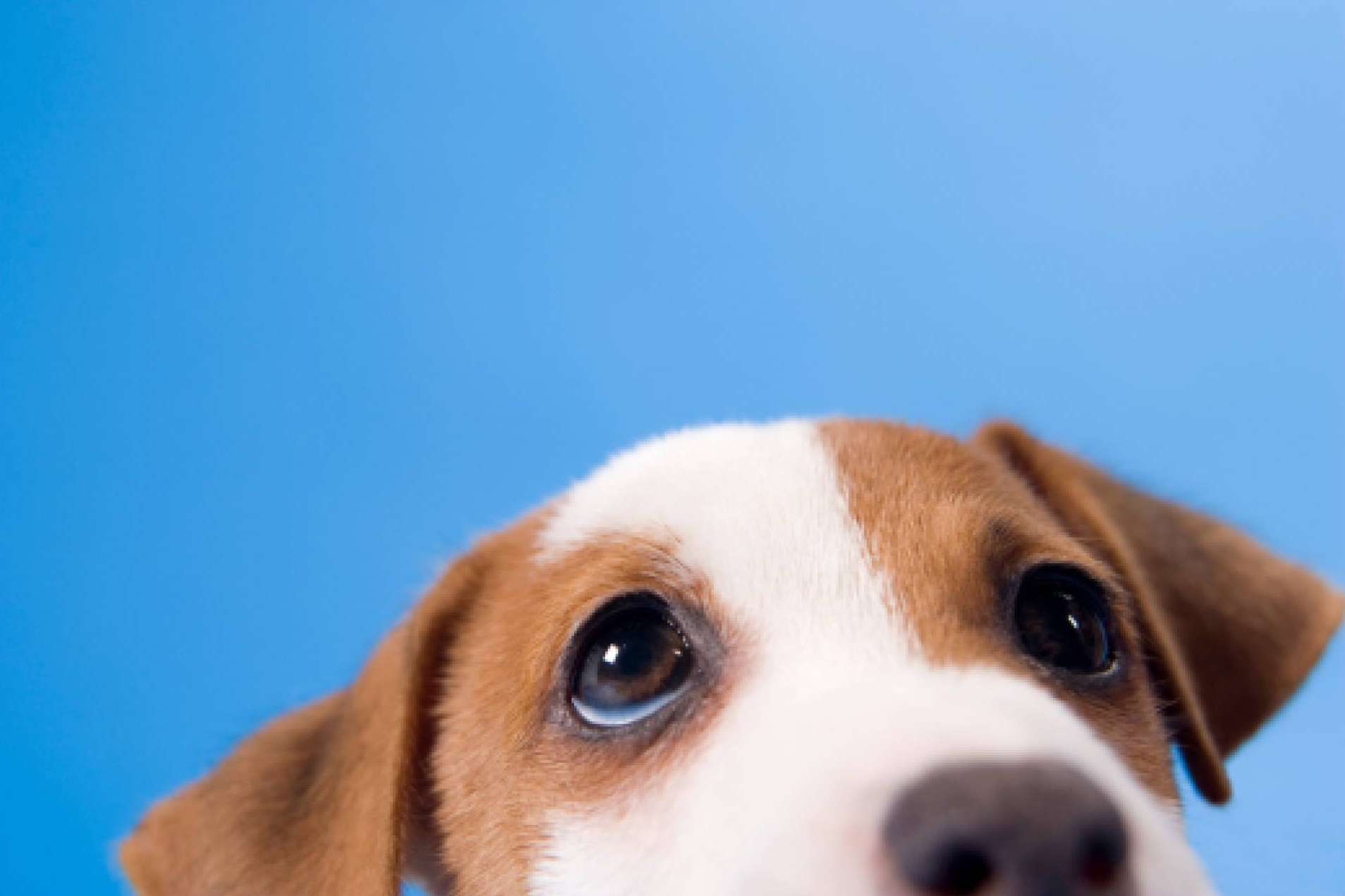 ¿Qué se debe saber sobre la nueva Ley Estatal de Protección Animal y la modificación del Código Penal?
