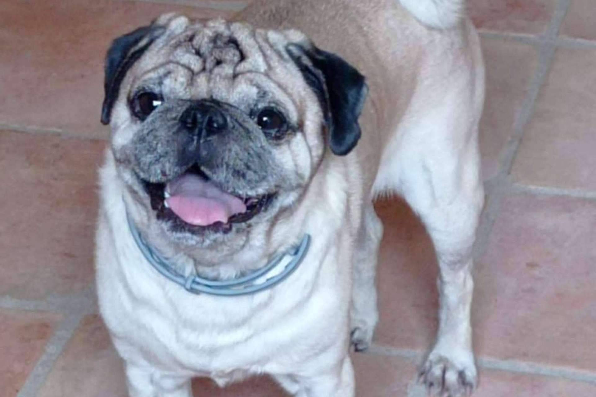 PERROBUENO, la guardería para perros en Madrid